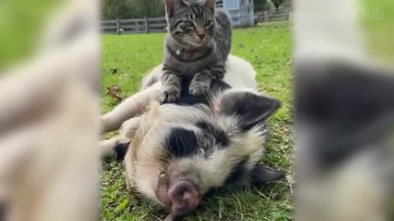 The Best Funny Videos Of Cats And Dogs πΆπΉ - Funny Animals Compilation π