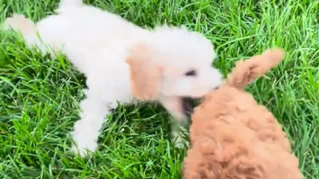 Three dogs are playing happily on the grass