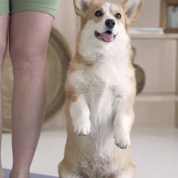 dog stands close to owner