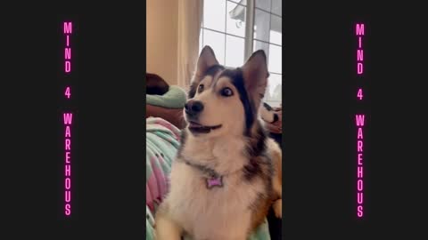 Funny dog watch tv and he react 💕💕💕