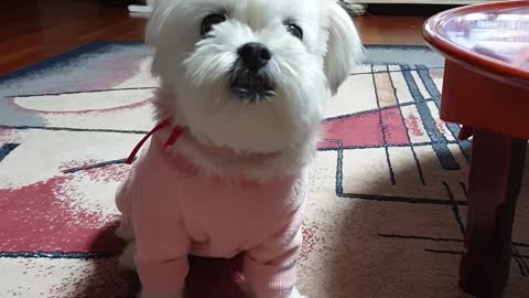 A puppy staring at me with a cute expression.