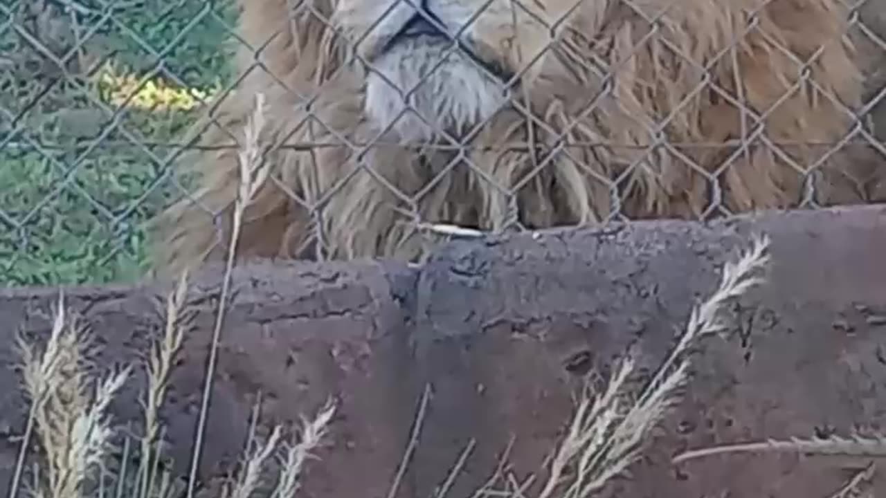 Lion Listens to Quraan Recitation