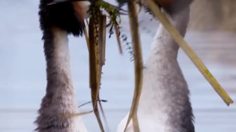 Great Crested Grebes shake their feathers in a curious courtship dance