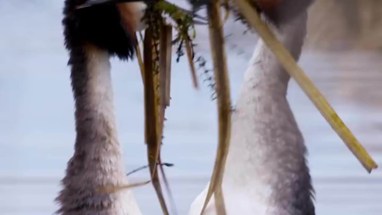 Great Crested Grebes shake their feathers in a curious courtship dance