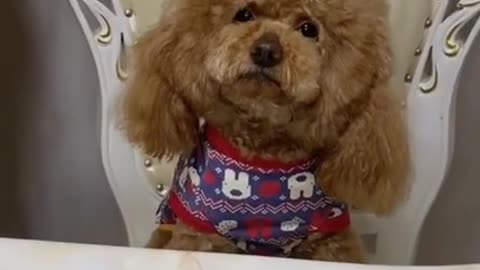 Funny Best Dog Moments