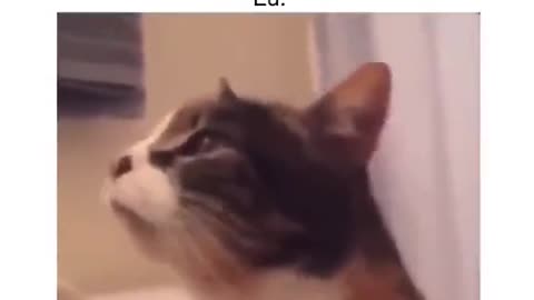 cute kitten crying