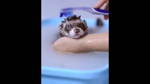 Cutest Animals #40