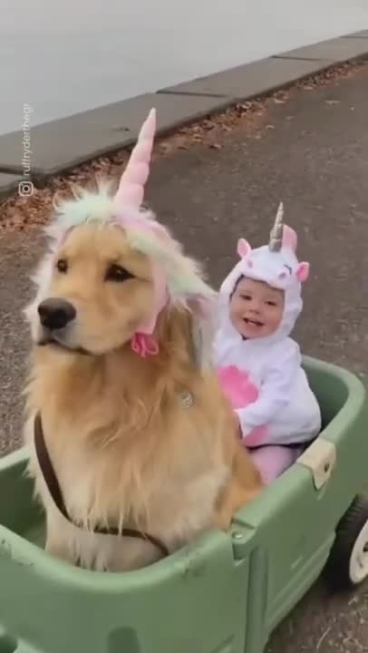 FUNNY DOG Videos 🤣 LAUGH at FUNNY DOGS compilation