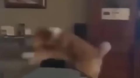Very Funniest Animals