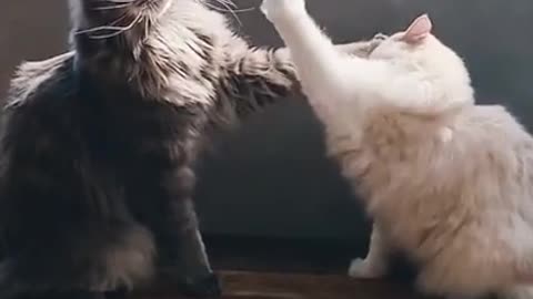 cute cat