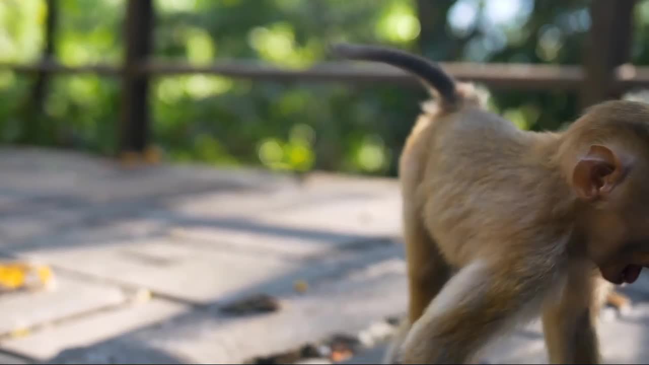 smile with monkey, funny video clip