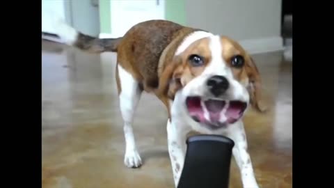 Try not to laugh funny videos ☆ best funny fails you can't miss