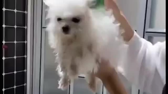 funny dog