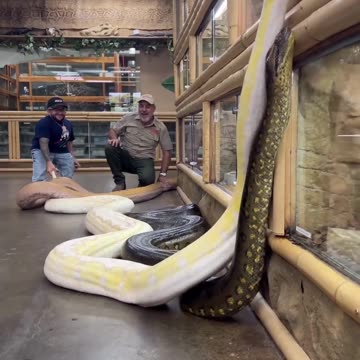 Anaconda snakes python Alligators white Crocodile Crocodilia beautiful as dangerous