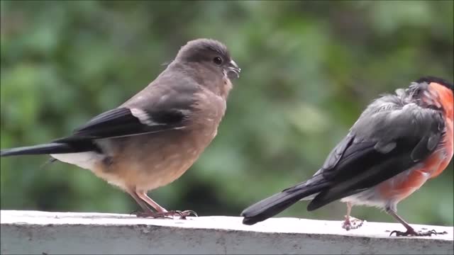 Feeding a Bullfinch Parent's Chick