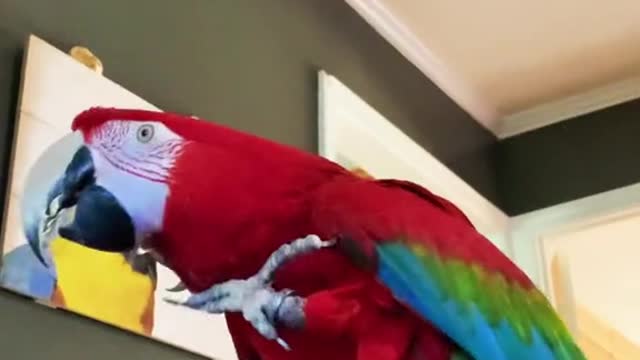 birdtok#cuteanimals#cute#funny