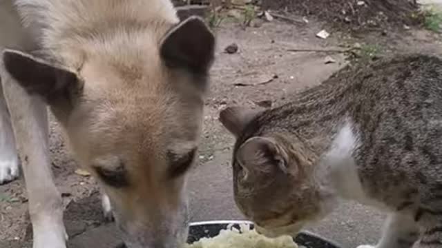 The cat dog friendship