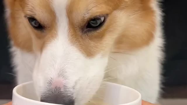 Pet debut plan cute pet daily cute breeder corgi drinking winter melon mackerel soup