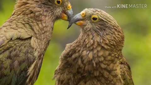 Couples parrot interesting kissing love