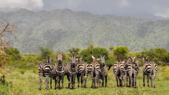 Nechisar National Park- Ethiopia