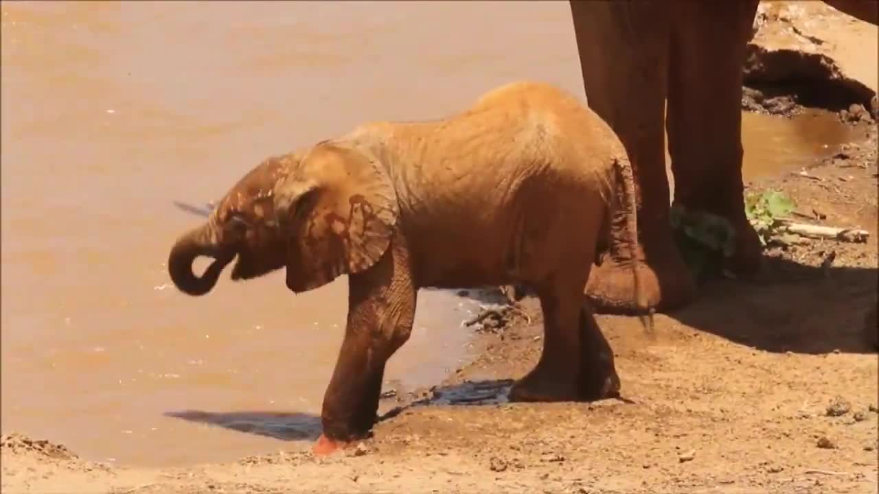 Super cute baby Elephant learning how to splash and drink water by its trunk