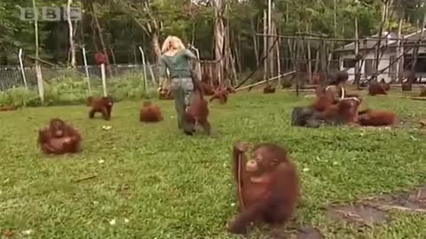 The School for Orangutans | Orangutan Diary | BBC Earth