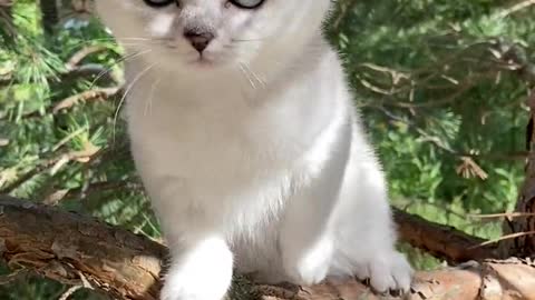 Kitten on a Tree Branch