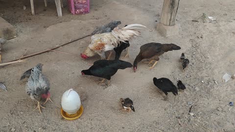 Chickens in Cambodia