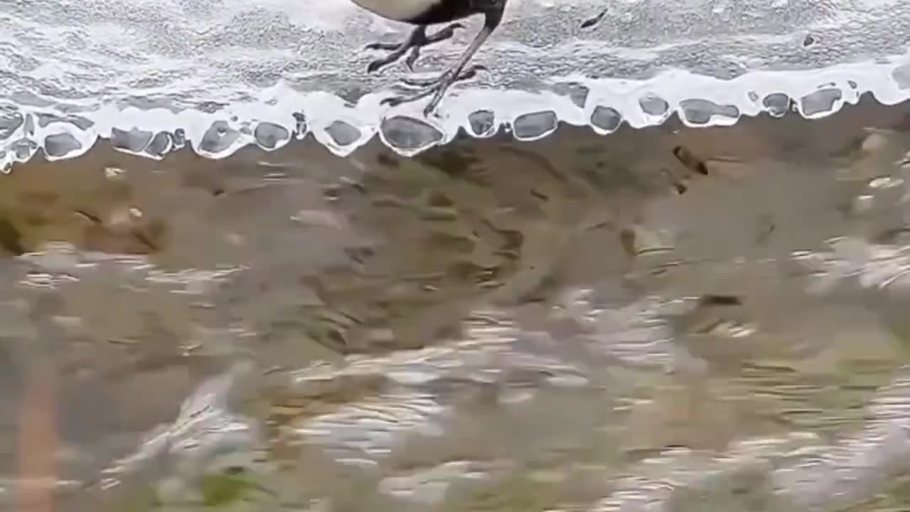 Cute bird video