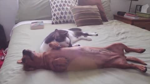 Cat Helps Calm Down Excited Dachshund