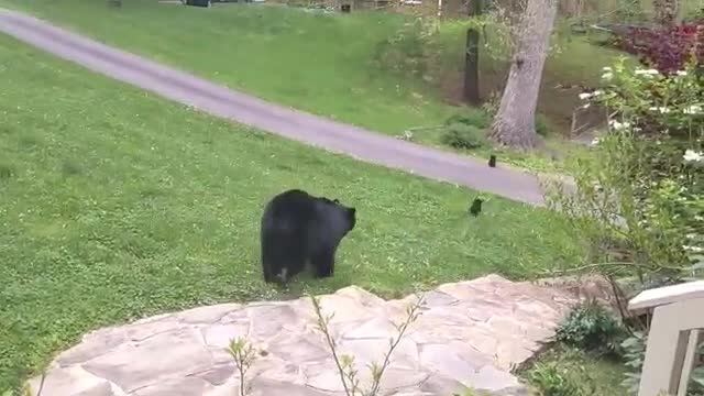 black bear climbing tree