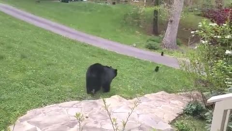 black bear climbing tree