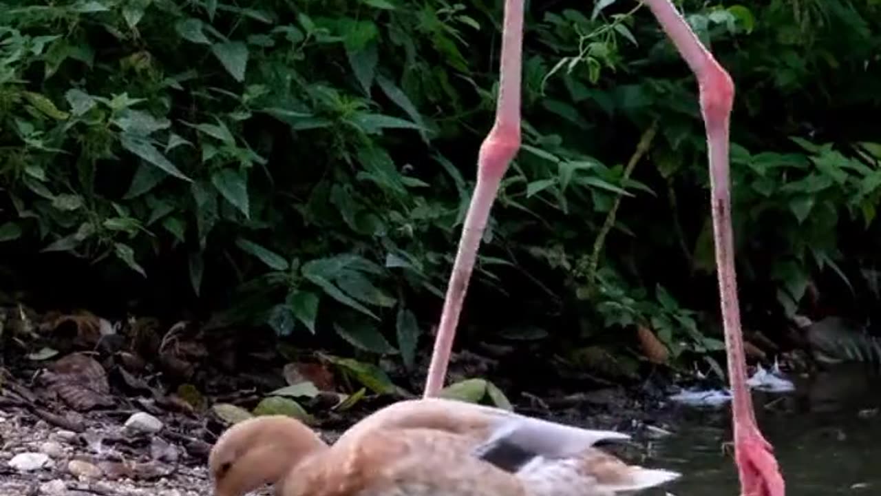 American Flamingo Birds Animals Videos For Kids | Big Flamingo Birds Videos