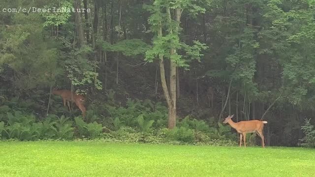 Beautiful deer in the bush