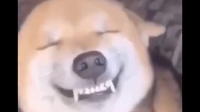 Silly animal 😜😜😜😜