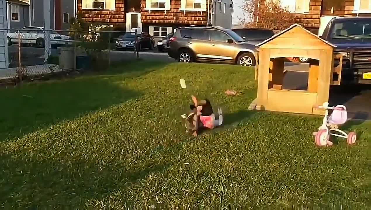 Animais interagindo com o ser humano.