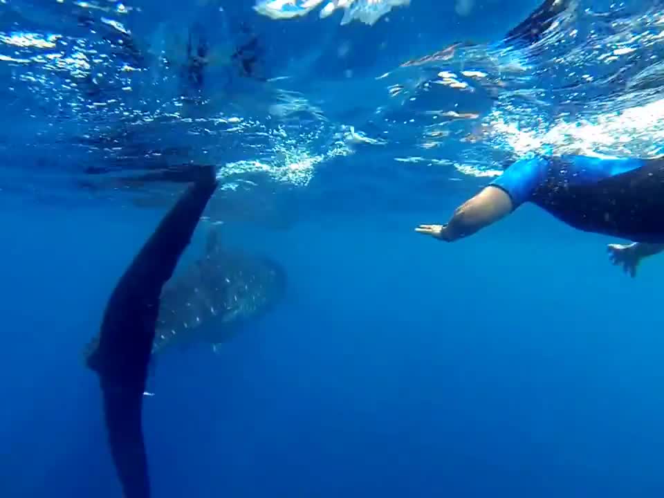 Snorkeling with Whale Sharks