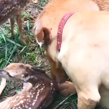This mama deer introduces her babies to her BFF. 🥰❤️