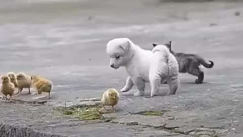 Cute puppy palyin with chicken