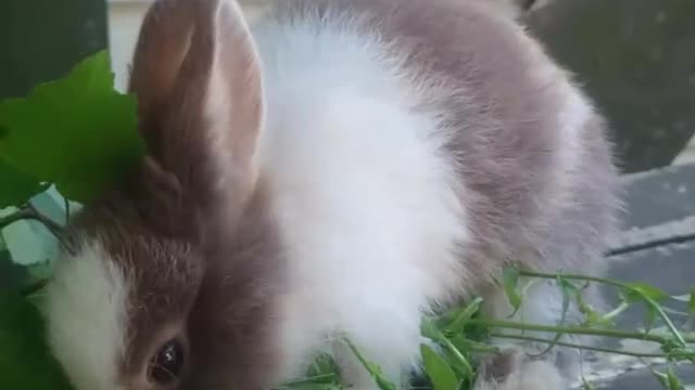 Rabbit eating grass