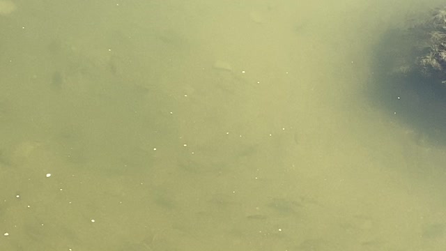 Minnows of the Humber River 48