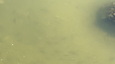 Minnows of the Humber River 48