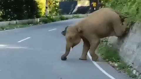 Funny elephant