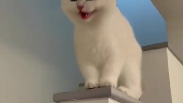 funny cat video #cute#cats
