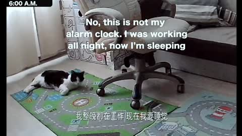 The camera records the cat's nocturnal activities Pt7