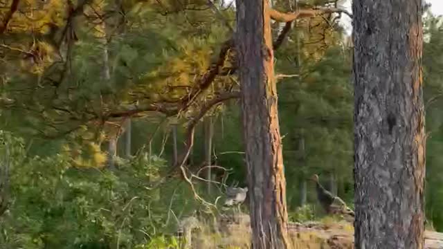 Turkeys 🦃 Black Hills South Dakota