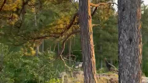 Turkeys 🦃 Black Hills South Dakota