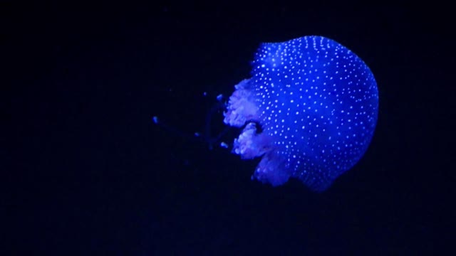 Sea Animals Movements