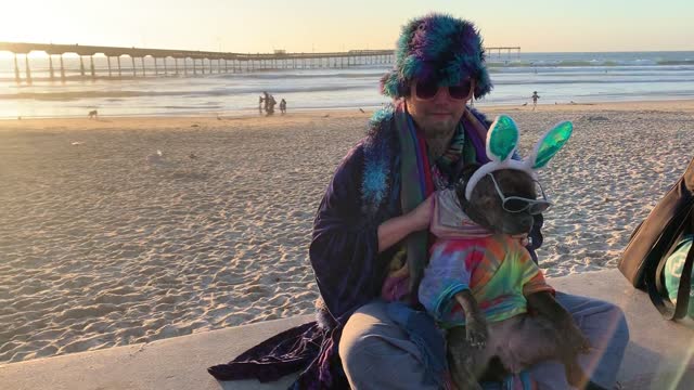 Beautiful stylish dog in beach