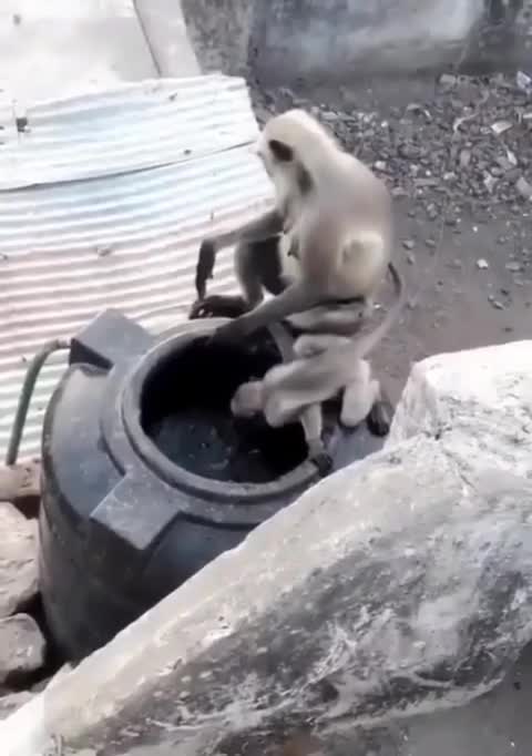 The mouse plays with the bird